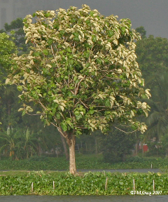 Teakbaum
