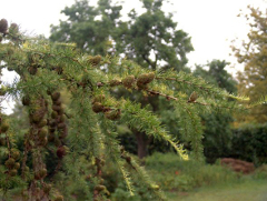 Lärchenbaum