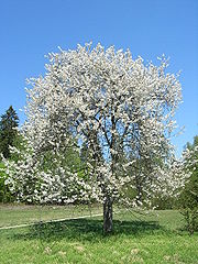 Handlaufholz Baum Susskirsche